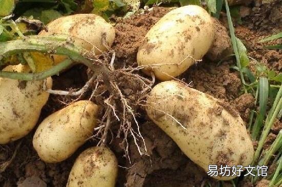藕和土豆可以一起吃吗