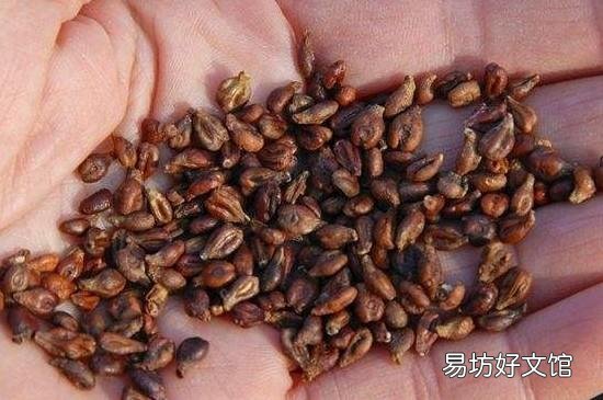 蔓越莓和葡萄籽能一起吃吗