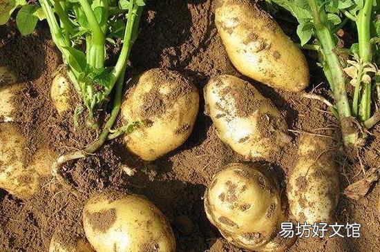 薏米禁忌什么一起吃