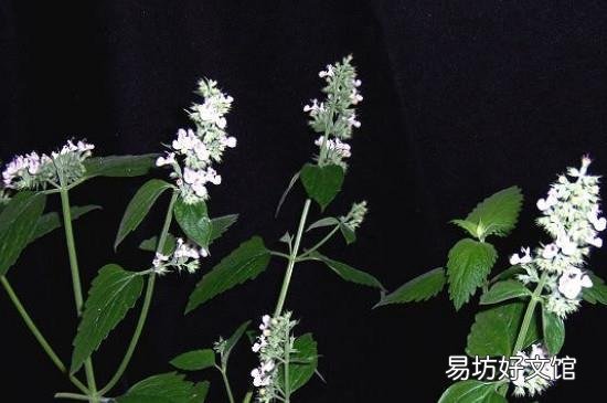 与黄辣丁相克的食物