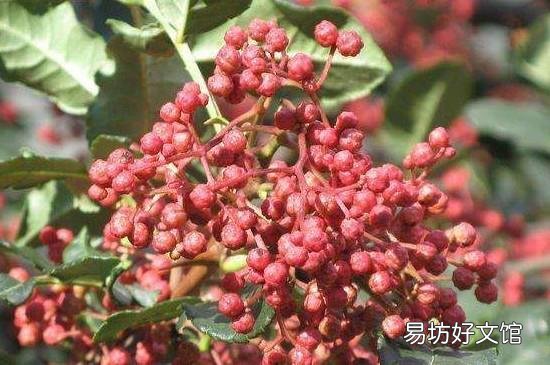花椒上火吗