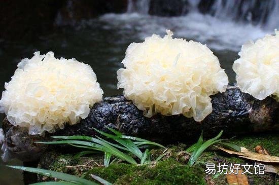 吃鲜活银耳注意事项