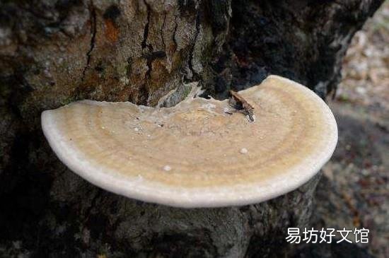 白灵芝的功效与作用吃法