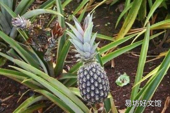 菠萝如何催熟