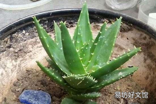 鲜芦荟早上用还是晚上用
