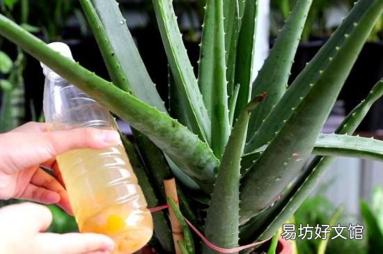 鲜芦荟早上用还是晚上用