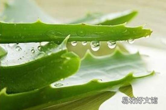 鲜芦荟可以当化妆品用吗