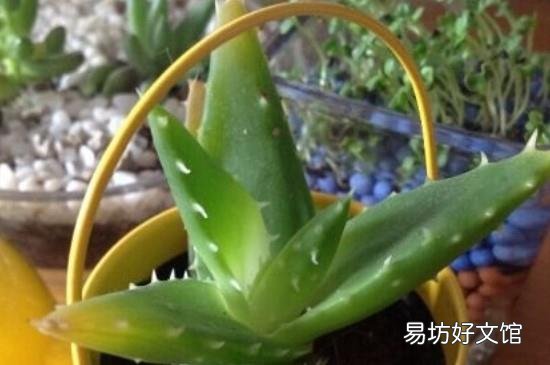 芦荟鲜叶可以直接用吗