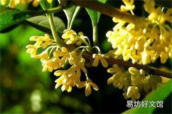 闻桂花香的好处与坏处
