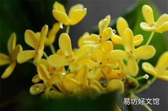 闻桂花香的好处与坏处