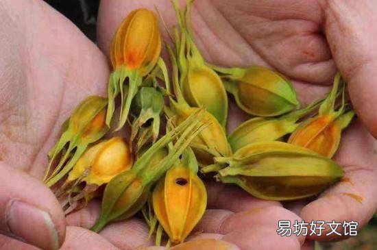 生枝子的功效与作用及食用方法