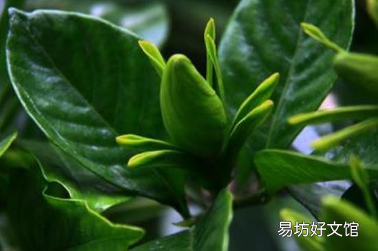 生枝子的功效与作用及食用方法