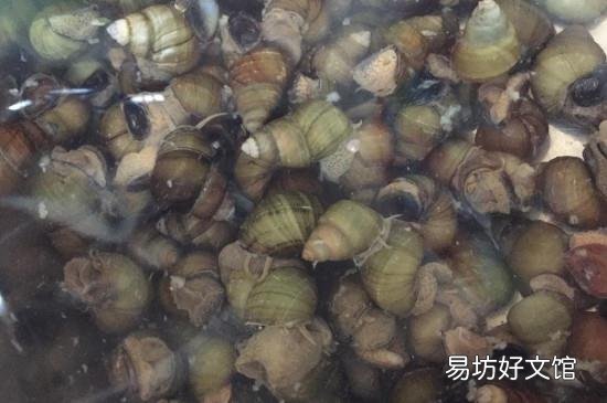 田螺炒多久才熟才杀菌