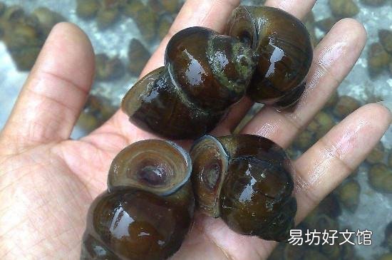 田螺炒多久才熟才杀菌