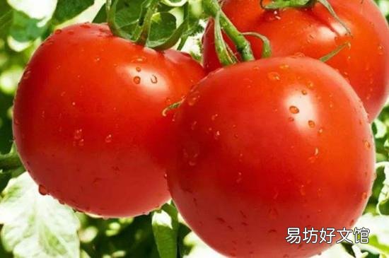 番茄洋葱可以一起吃吗