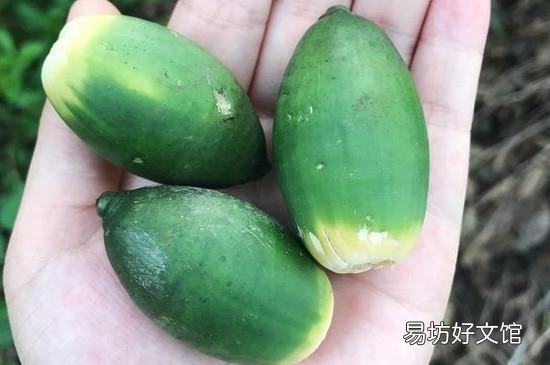 槟榔一天吃几颗合适