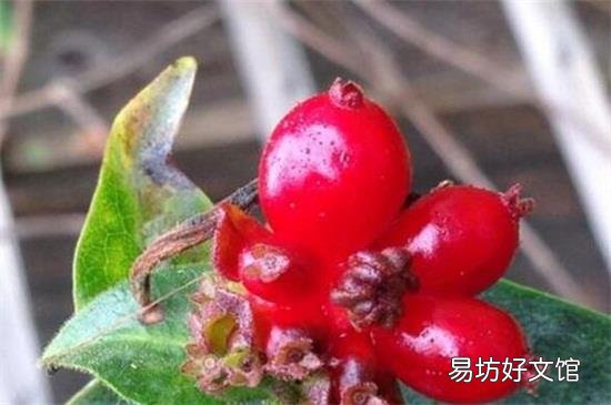 金银花果实能泡茶喝吗