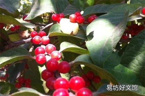 金银花果实能泡茶喝吗