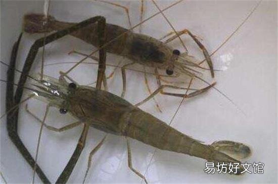 虾和咖啡能一起吃吗