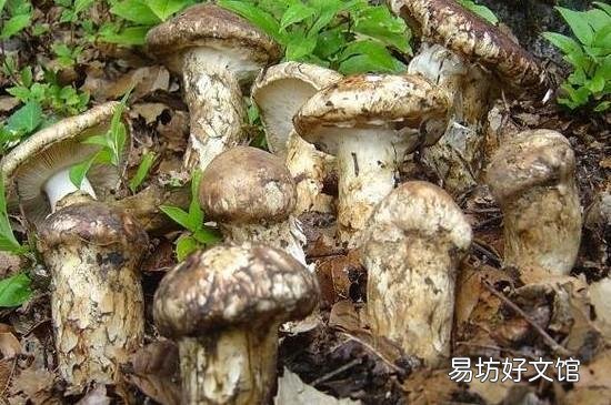 香菇下面的柄能吃吗