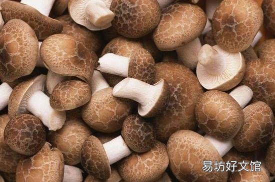 香菇下面的柄能吃吗