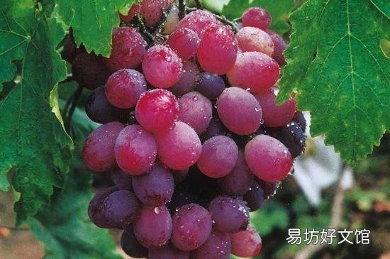 葡萄和虾能一起吃了怎么办