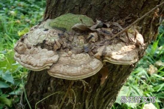 柳树菇有毒吗
