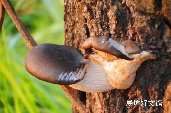 柳树菇有毒吗