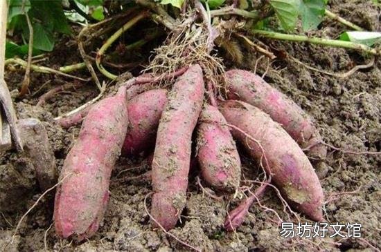 红薯可以空腹吃吗