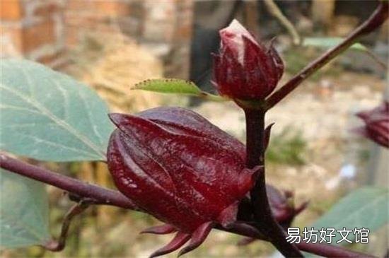红桃k怎么晒干