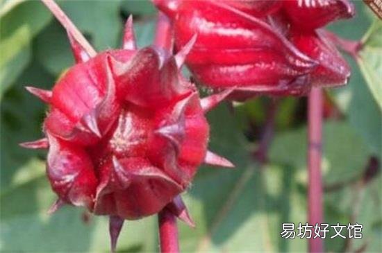 红桃k怎么晒干