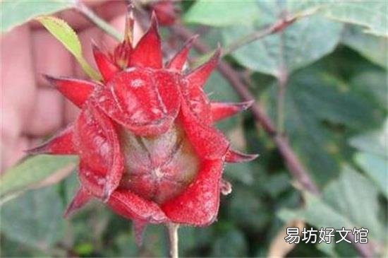 红桃k的核有什么作用