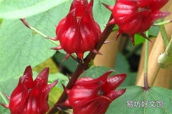 红桃k的核有什么作用