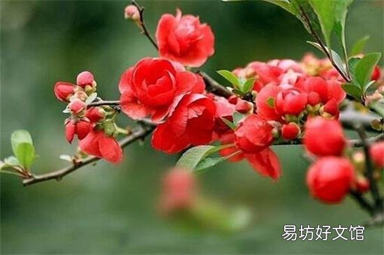 红瘦是指那种花