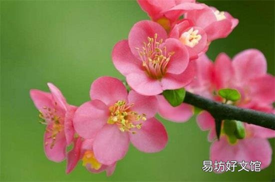 红瘦是指那种花
