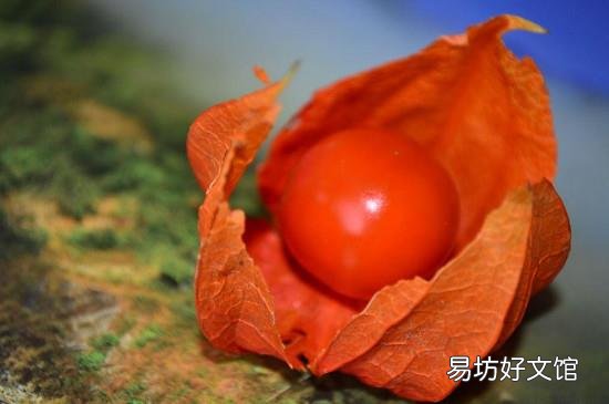 苦姑娘泡水一次泡几个