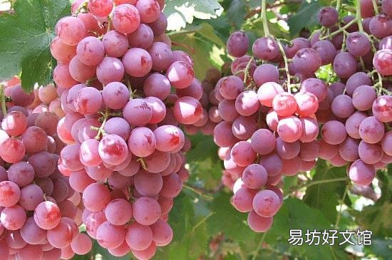吃红提会发胖吗
