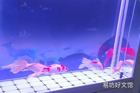 鱼缸摆放位置