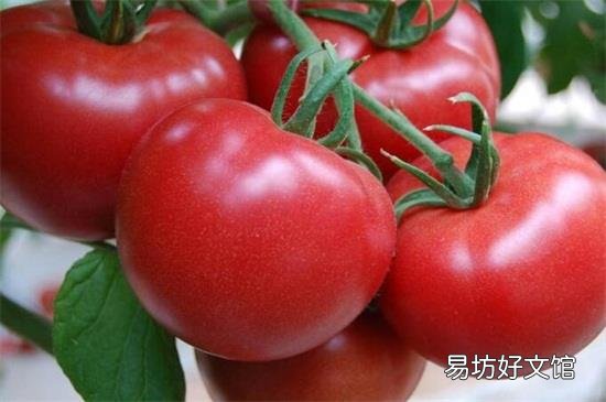 番茄和柿子可以一起吃吗