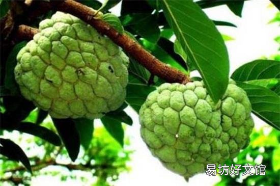 番荔枝的禁忌