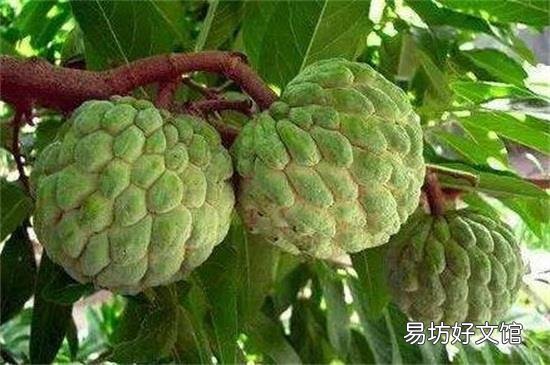 番荔枝的禁忌