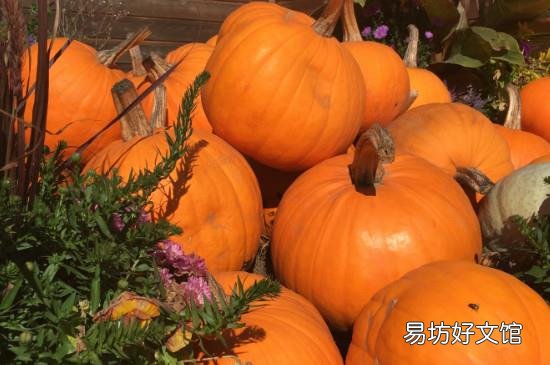 吃柿子能和南瓜一起吃吗