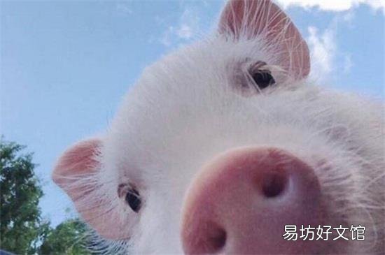 猪为什么叫豚