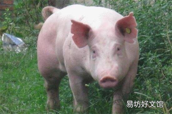 猪为什么叫豚