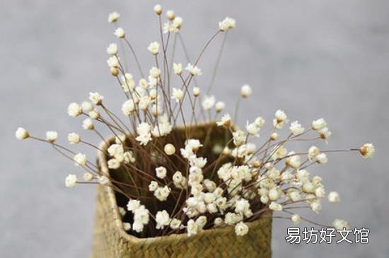 干花能随便送人吗