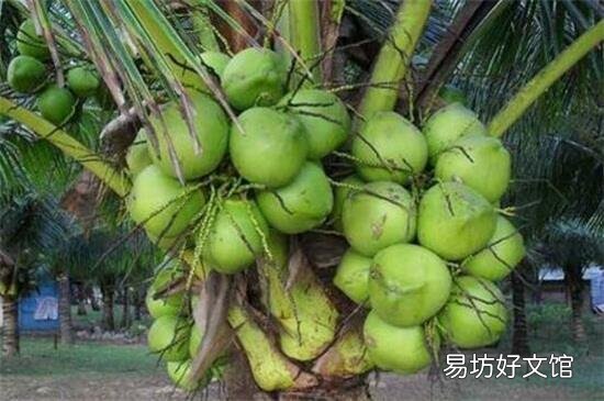 海南土特产