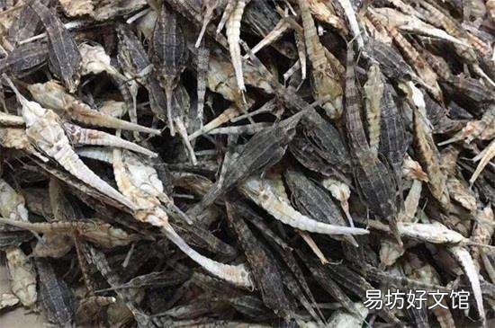 海麻雀的功效与作用及食用方法
