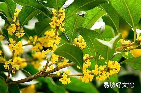 湿桂花可以泡茶吗