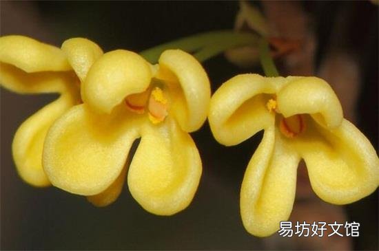 湿桂花可以泡茶吗