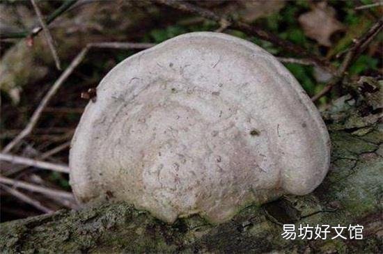 树舌与灵芝最大区别